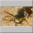 Nomada lathburiana - Wespenbiene m22c 9mm - Sandgrube Niedringhaussee det.jpg